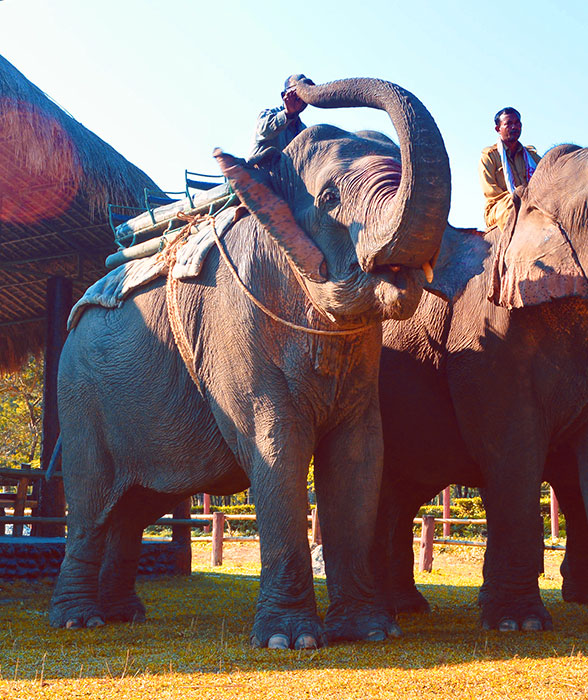 Elephant Safari