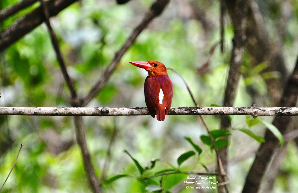 Manas National Park