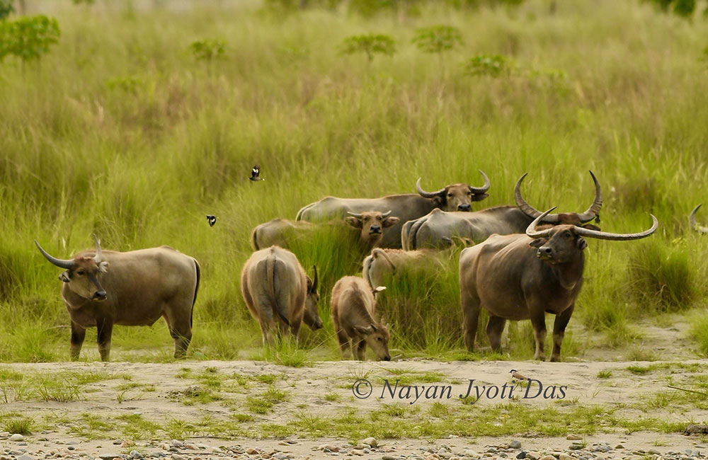 Manas National Park